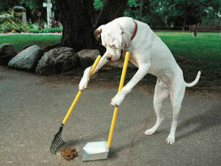 Cadeaus voor Hondenliefhebbers: 25x de Beste van 2025 [Sale]