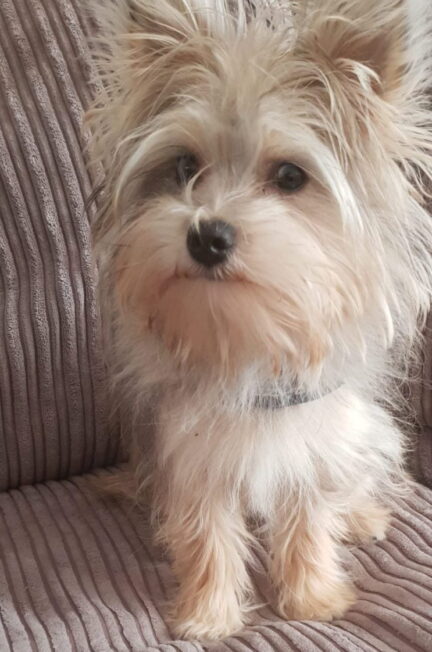 Rocky een pomeriaan/yorkie mix hondje