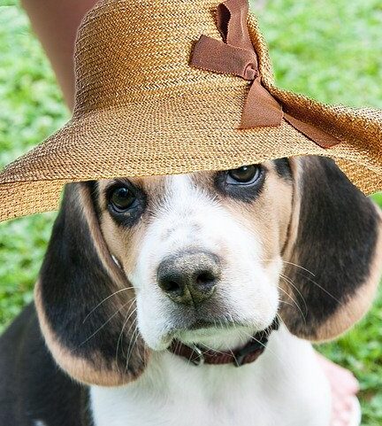 grappige Beagle foto