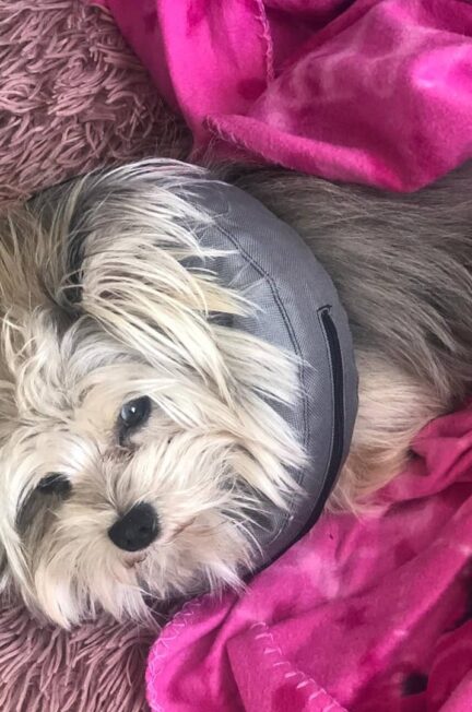 Lippen likken: Hond likt zijn lippen, waarom doet hij dat?