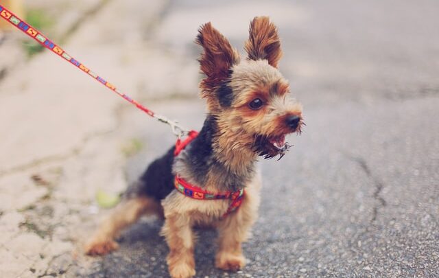 Hond blaft naar andere honden aan de lijn tijdens het wandelen