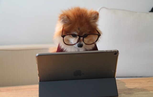 Online puppy cursus