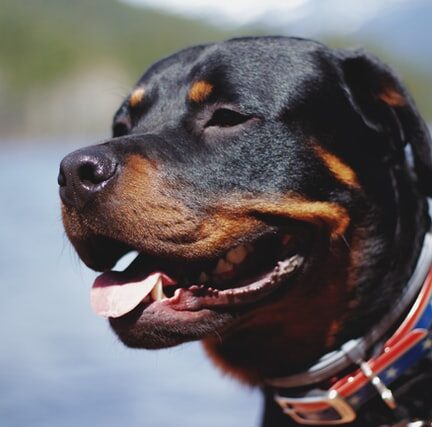 Hondenras Rottweiler