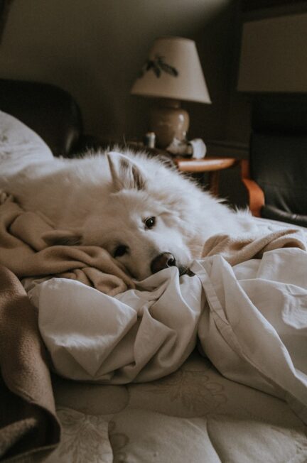 Chihuahua Handboek Review. Wordt jouw Chihuahua er blij van?