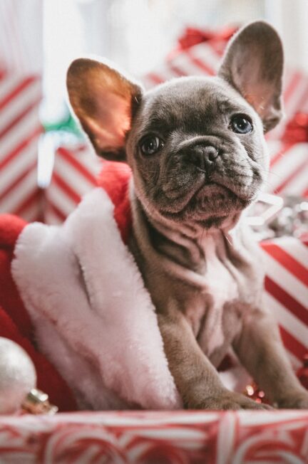 cadeaus voor honden