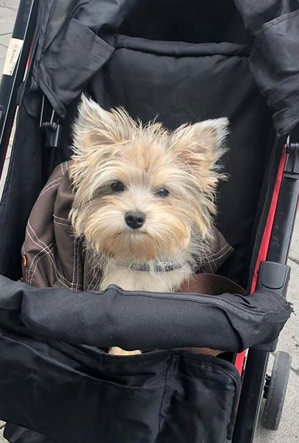 Bange hond in wandelwagen