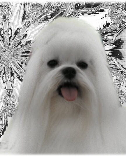 Ik heb een Bange Hond – 4 tips om jouw hond te helpen