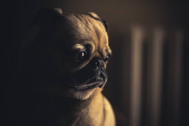 bange hond