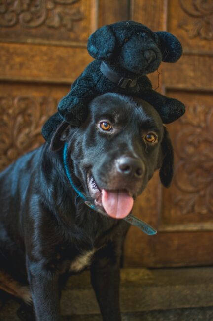Hondenhek: Houd je hond veilig, 25x de Beste [Update 2025]