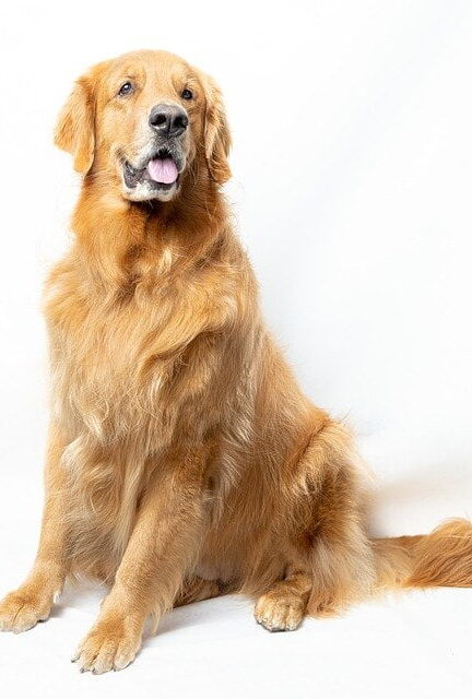 Shih Tzu Hondenras + ras beschrijving