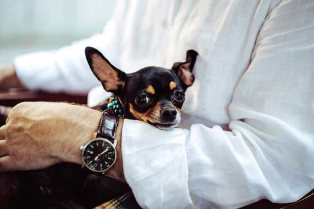 chihuahua op arm van baasje