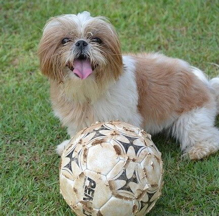 shih-tzu