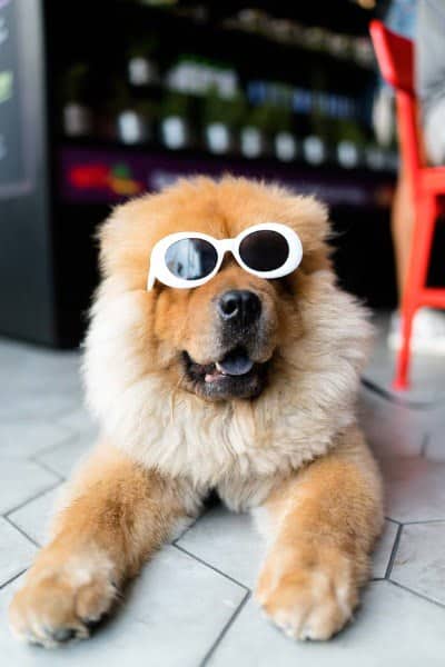 Chow Chow met zonnebril op