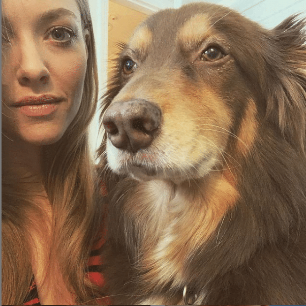 Finn de Australische herder van beroemdheid Amanda Seyfried