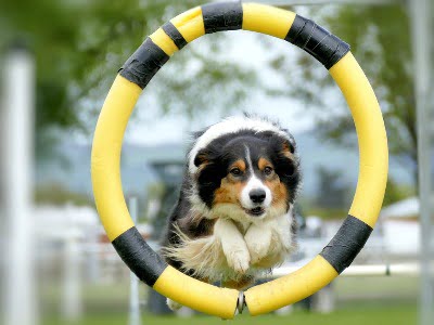 honden trucjes, hond springt door hoepel