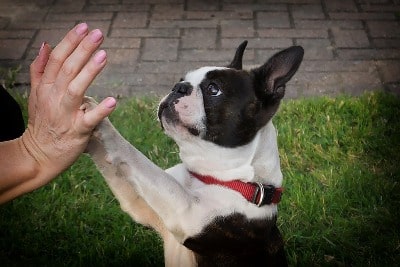 honden trucjes mooi zitten of high five