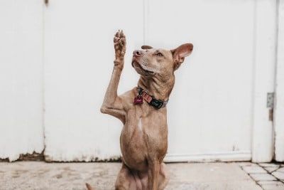 hond trucje poot omhoog