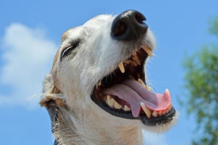 mondwater-hond-voor-gezonde-tanden