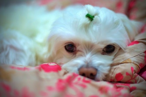 vetbed hond