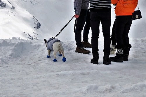 hond met hondenschoenen aan in de sneeuw