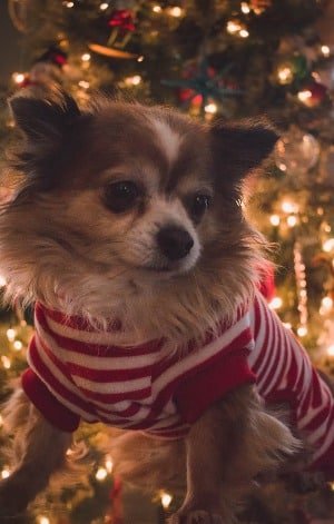 kersttrui hond