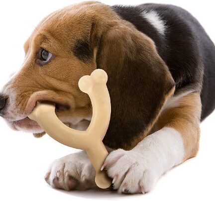 14x de Beste Hondenslaapzak van 2025 [Comfort & Warmte]