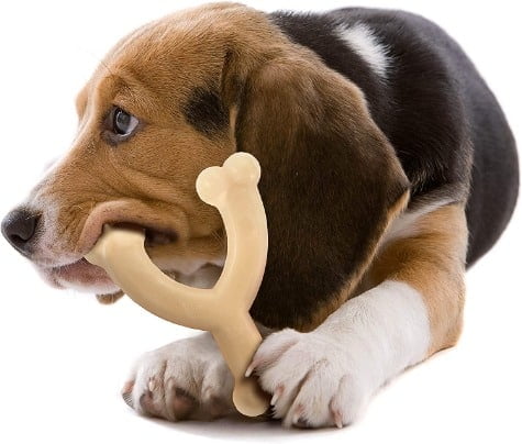 hond met Nylabone wolf
