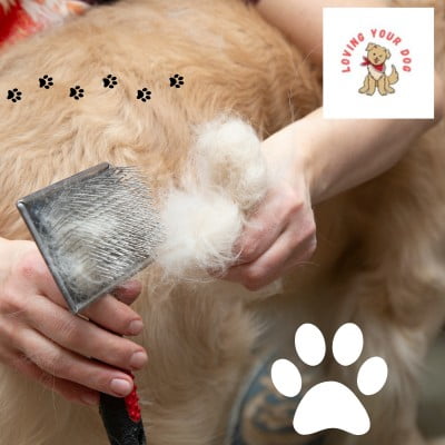 hond verhaart erg