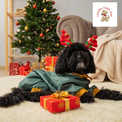 kerst kauwspeelgoed hond 