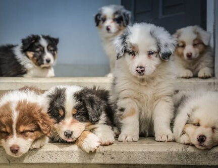 schattige puppies