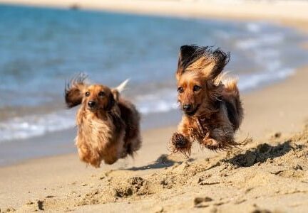 Vakantiehuisje Texel met hond, 2 honden op het strand
