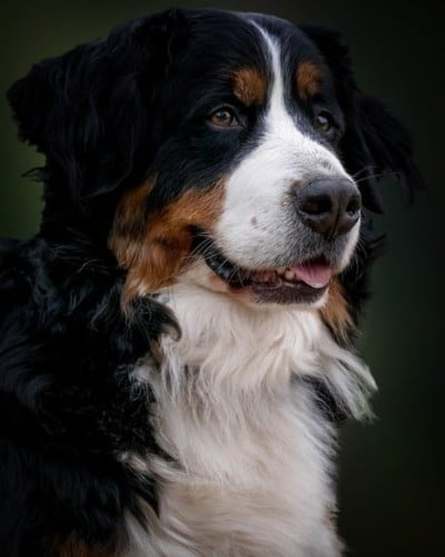 Top 10 Kleine Hondenrassen