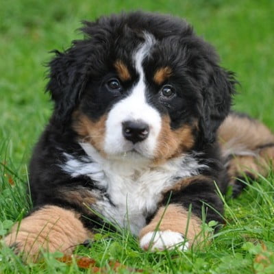 Berner sennen puppy