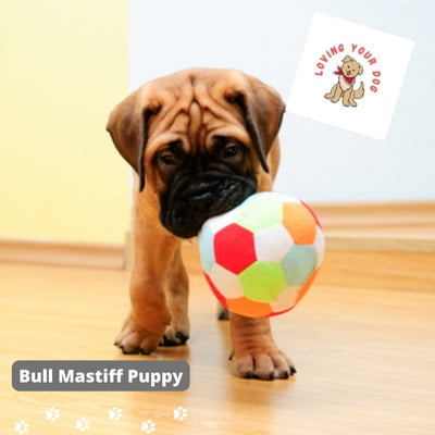 Bull mastiff puppy