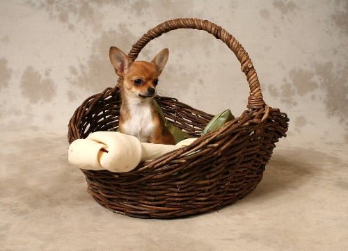 Chihuahua in mand met bot