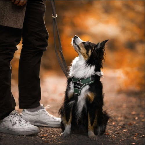 Hunter hondentuig Divo Groen&Grijs