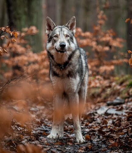 Saarlooswolfhond Photo