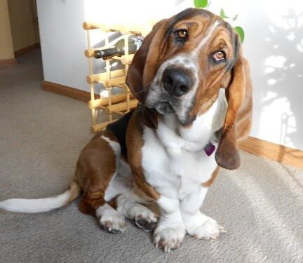 Top 10 Kleine Hondenrassen