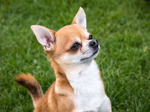 chihuahua in gras in artikel chihuahua voer