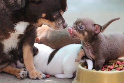 2 chihuahua's en een bak chihuahua voer