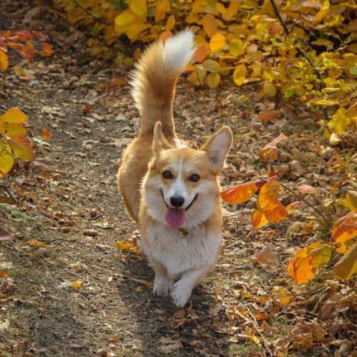 welsh-corgi 