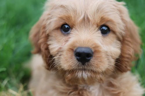 Cavapoo puppy