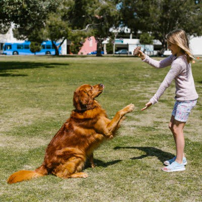 Meisje dat op het gras een grote hond een poot laat geven, als voorbeeld van communicatie en lichaamstaal tussen mens en hond. Hondentaal begrijpen