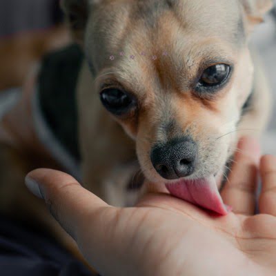 Waarom likt mijn hond mij