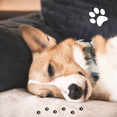 ontwormen honden