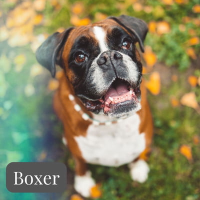 boxer hond (1)