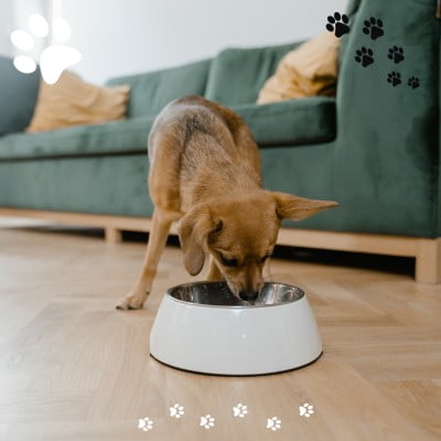 hond eet brokken uit voerbak canva gratis