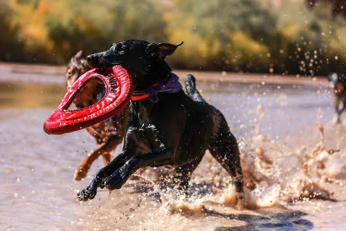 honden met onverwoestbaar hondenspeelgoed unsplash