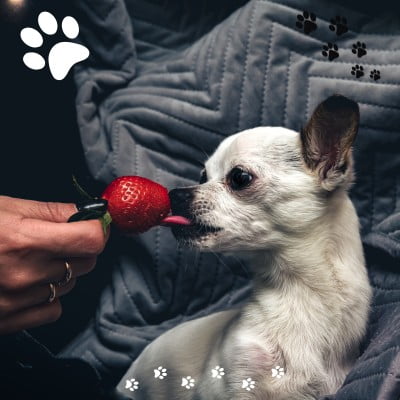 mag een hond aardbei
