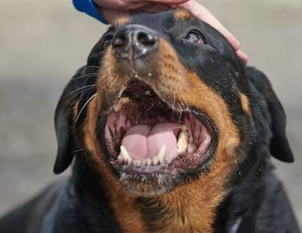 mondwater hond voor de perfecte smile